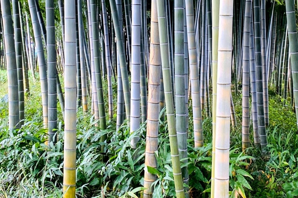 日本の竹